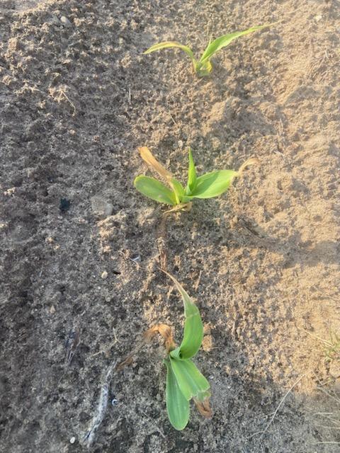 Frost damaged corn.jpeg
